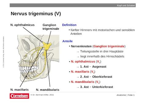 Ppt Anatomie Folie 1 © 2011 Cornelsen Verlag Berlin Alle Rechte