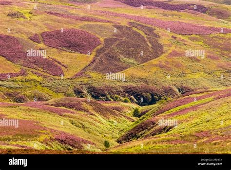 Scottish Heather In The Highlands Scotland August 2007 Stock Photo Alamy