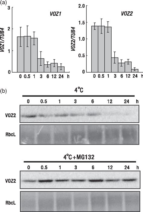 Vascular Plant One Zinc Finger Protein Transcription Factors