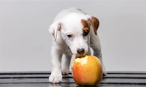 Husky Puede Comer Pepino