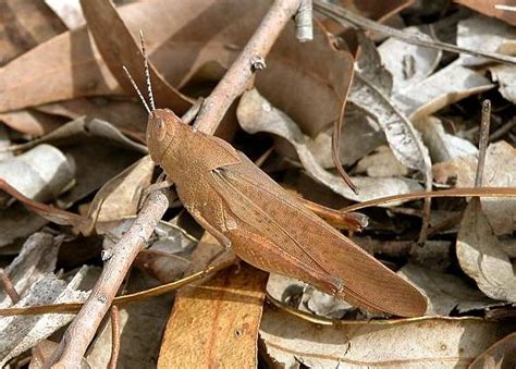 Slender Gum Leaf Grasshopper Goniaea Vocans