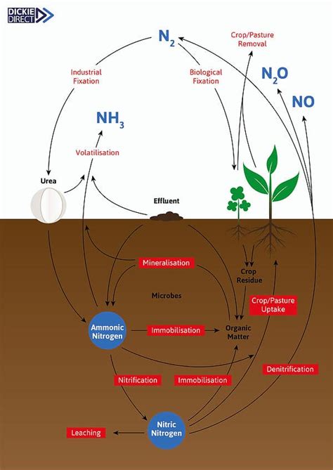 Urea Fertilizer Dickie Direct