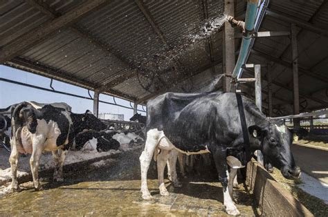 Fazenda Aposta Em Bem Estar Das Vacas Para Garantir Leite De Melhor