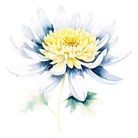 Watercolor Chrysanthemum Flower On Black Background 50173921 Png