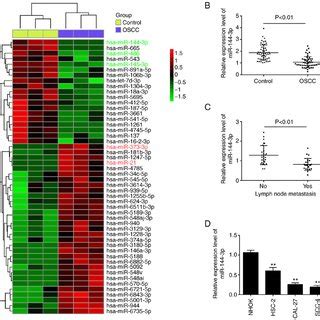 MiR 144 3p Is Downregulated In OSCC Tissues And Cell Lines A Heatmap