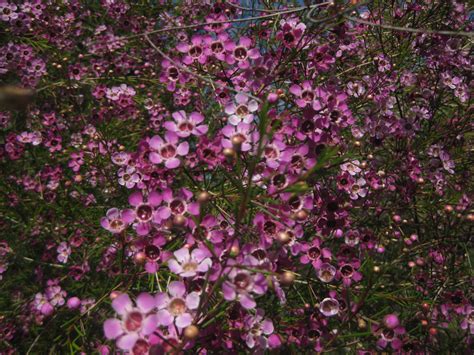 Geraldton Waxflower The Smarter Gardener