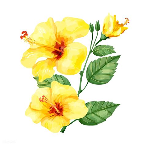 Hand Drawn Yellow Hibiscus Flower Premium Image By Hibiscus Flower Drawing