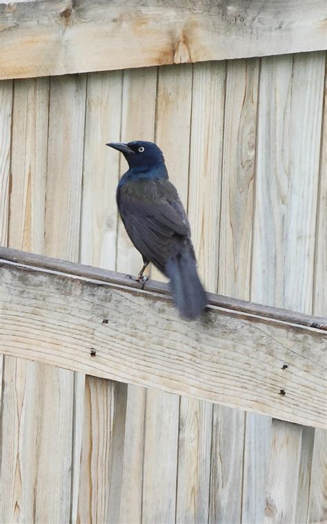 Black bird with iridescent blue head. About the same size as an