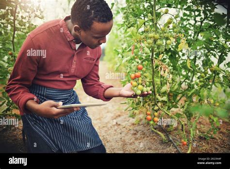 Black Man Tablet And Tomato Farming Inspection With Agriculture And