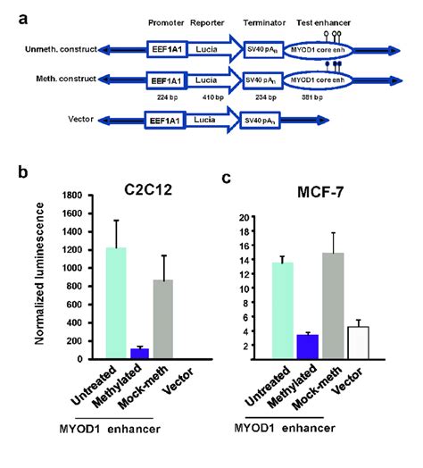 Loss Of Most Activity For A Myod Core Enhancer Construct Upon