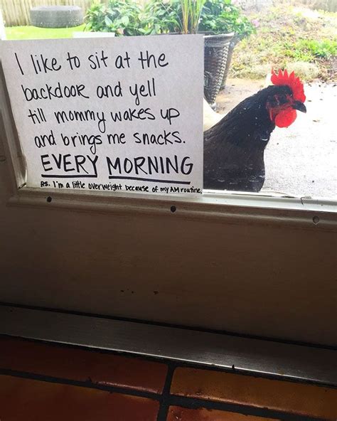 Farmers Are Shaming Their Chickens For Their Crimes And Its Too