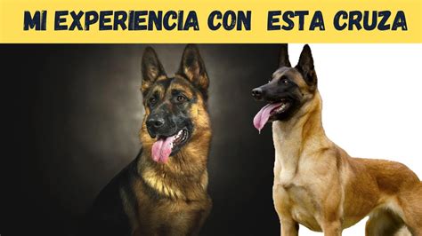 Mi Experiencia Con Esta Cruza Del Pastor Aleman Con El Malinois Perro