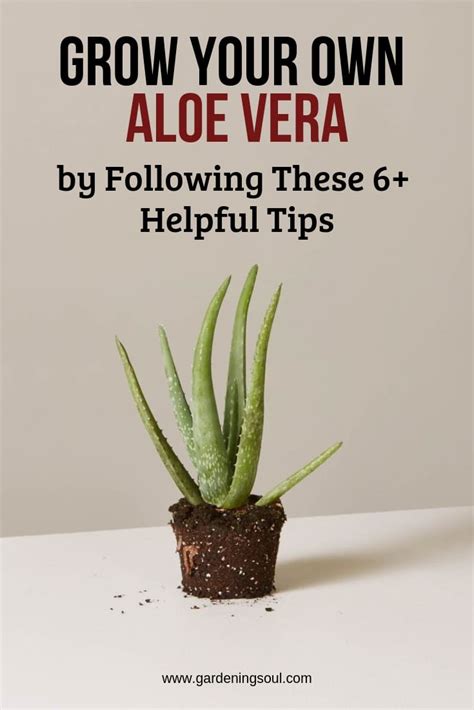 Grow Your Own Aloe Vera Gardening Soul