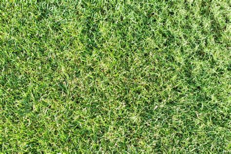 Top View Of Green Grass Lawn Background Stock Image Image Of Park