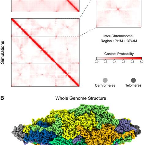 Full Nucleus Simulation Of The Aedes Aegypti Genome A Experimental