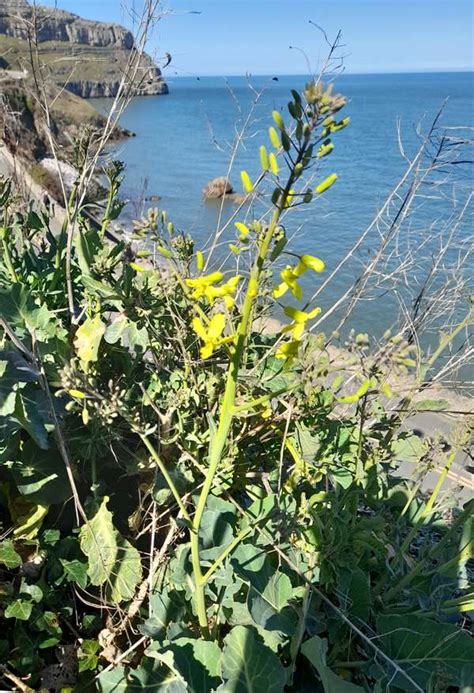 Brassica oleracea, Wild Cabbage: identification, distribution, habitat