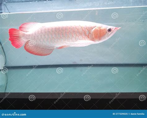 Super Red Arowana To Kalimantan Indonesia Stock Image Image Of