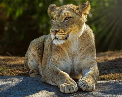 Fonds d ecran Lionne Lions Patte Etre couché Animaux télécharger photo