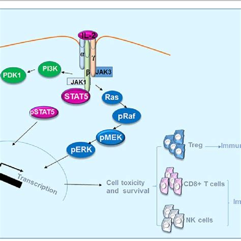 IL-4 induces the polarization of macrophages recruited in the tumor... | Download Scientific Diagram