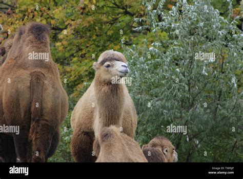 Two Middle Eastern Camels In A Desert Stock Photo Alamy