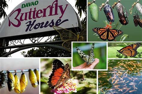 Tripadvisor Davao Wildlife Tour Ofrecido Por Ctph Tour Davao City