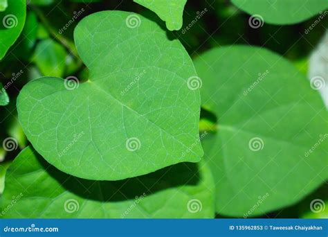 Textura De La Hoja De La Planta Verde El Modelo De La Hoja Imagen De