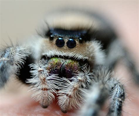 Phidippus regius skakun królewski młode L1 7417490027 oficjalne