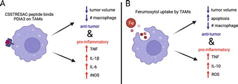 Immunomodulation Roles Of Csstresac And Ferumoxytol Remain Untapped