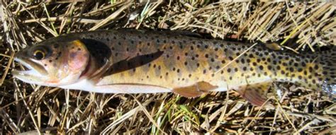 Rio Grande Cutthroat Trout Rebounds New Mexico Trout