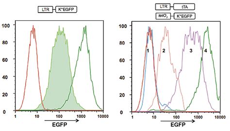 Regulation Of Enhanced Green Fluorescent Protein Egfp Levels Using