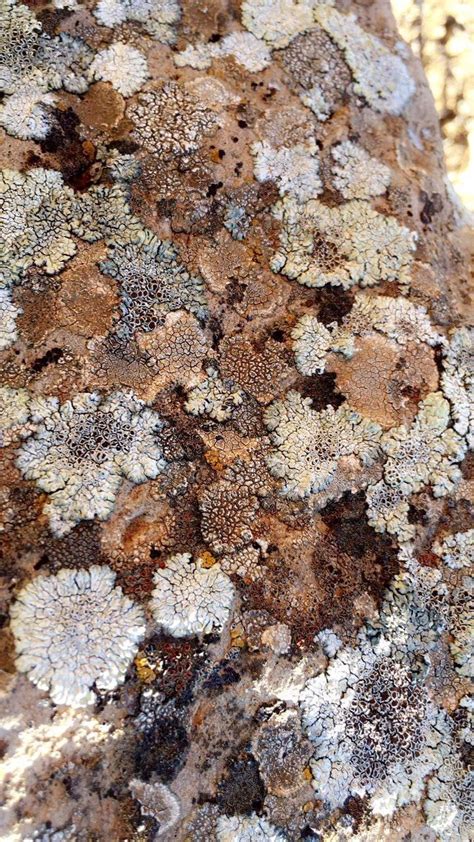 Pin By Lillia On Print Growth And Decay Lichen Moss Natural Forms