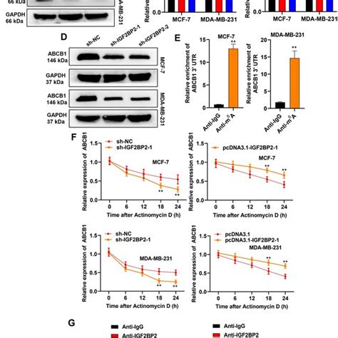 A Bg As Recruited Igf Bp To Stabilize Abcb Mrna Expression In An M A