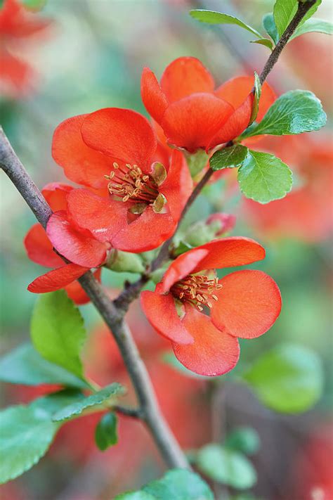 Branch Of Japanese Flowering Quince Blossom Photograph By Brigitte