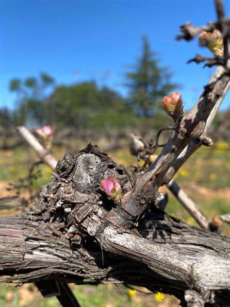 Place au débourrement dans nos vignes Les Vignerons Créateurs