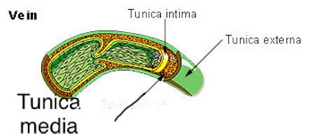 Tunica Intima, Media & Adventitia | Overview & Functions - Video ...