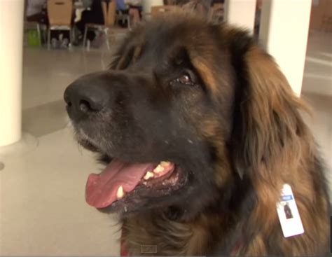 Leonberger Collie Mix