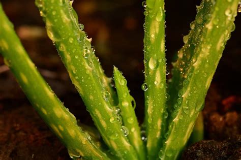 Why Aloe Vera Turns Yellow Proficient Garden