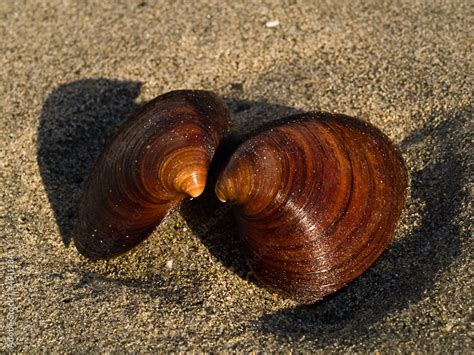 Ocean Quahog (Arctica islandica) shells Stock Photo | Adobe Stock