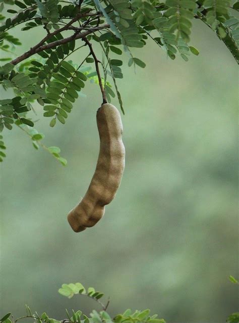 Tamarind Tree | Plant tree of Tamarind | Greenverz