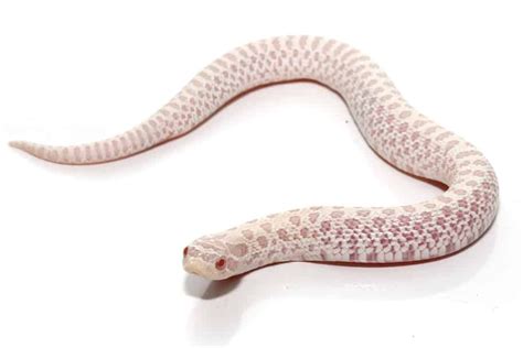 Snow Western Hognose Snake For Sale - Reptiles Heaven