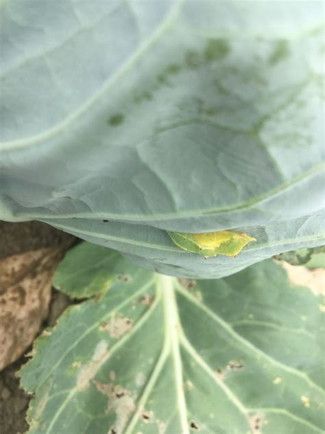 Vegetable Caterpillars In Brassica Crops Umass Center For Agriculture Food And The Environment