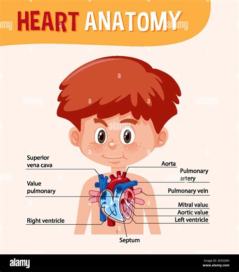 Information Poster Of Human Heart Diagram Illustration Stock Vector