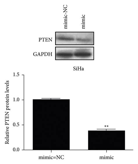 Pten Is The Direct Target Of Mir P A The Target Site Of