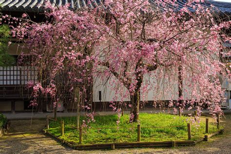 Cherry Blossoms At By D In Kyoto Japan On Behance