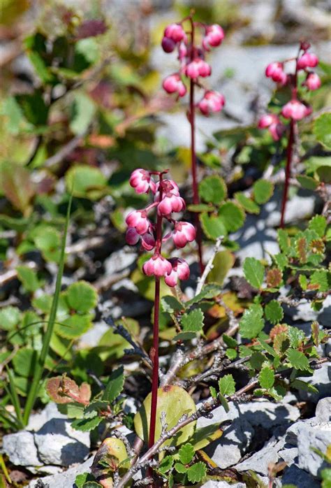 Gallery Pyrola Asarifolia Pink Pyrola Flora Of Newfoundland And