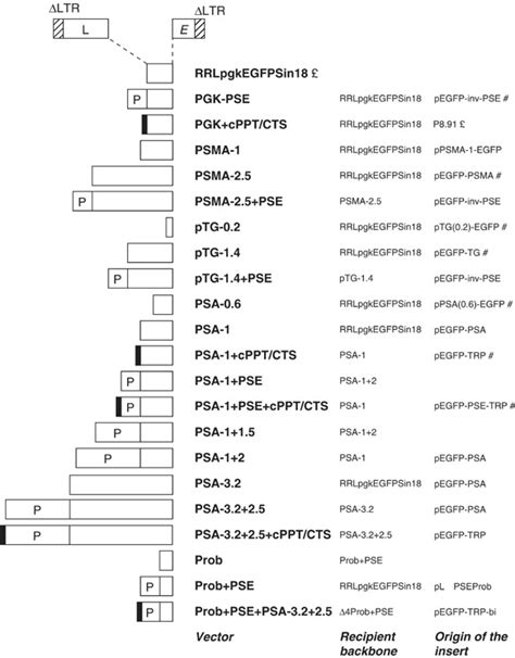 Lentiviral Vectors Used Under Proviral Configuration From Left To