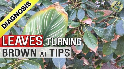 Plant Leaf Drying And Brown At Tips And Edges Top 5 Reasons Diagnosis Cure And Hacks Tips