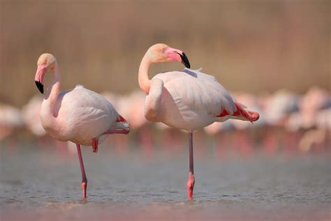 Pourquoi Les Flamants Roses Sont Ils Roses