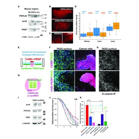 The Effects Of Pedf On Extravasation And Inhibition Of Endomt A