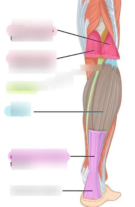 Diagram Of Posterior Aspect Of Muscles On Lower Leg Quizlet